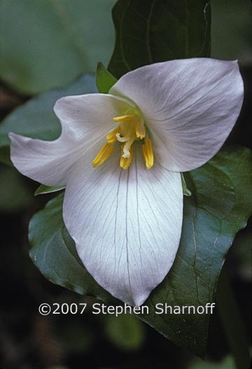 trillium ovatum 2 graphic