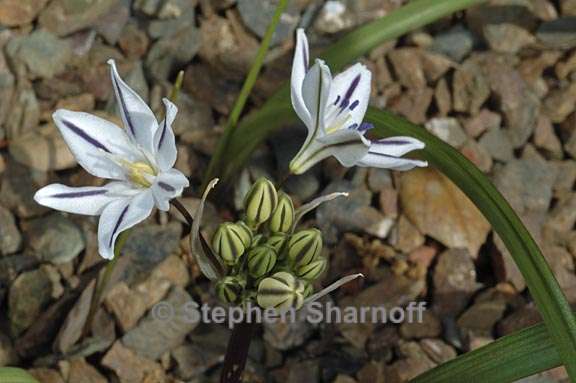 triteleia hendersonii 1 graphic