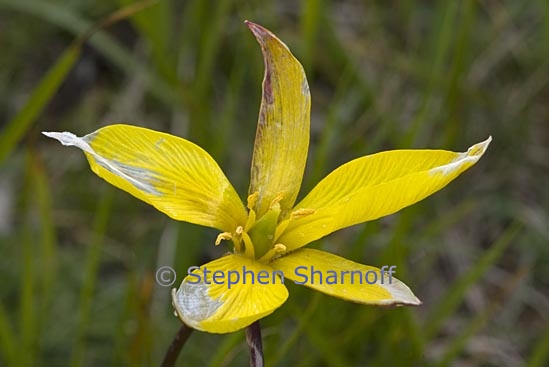 tulipa australis 2 graphic