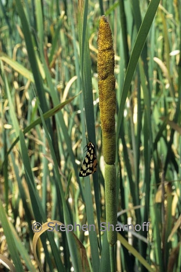 typha sp 2 graphic