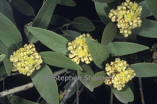 umbellularia californica 2 graphic