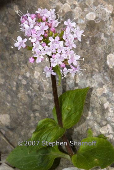 valeriana asarifolia 1 graphic