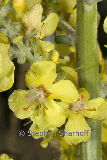 verbascum sp 1 graphic