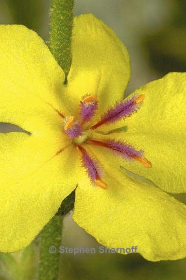 verbascum sinuatum 1 graphic