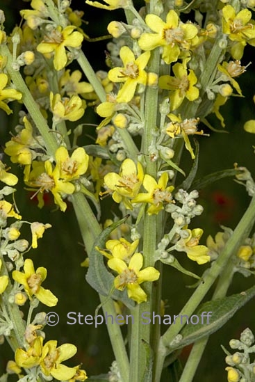 verbascum sp 2 graphic