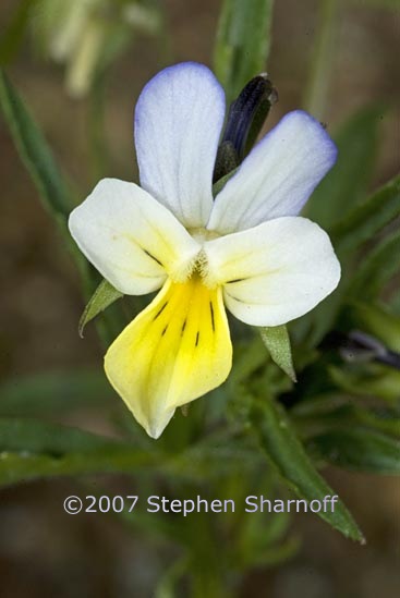 viola arvensis 1 graphic