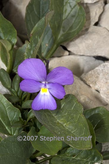 viola calcarata 1 graphic