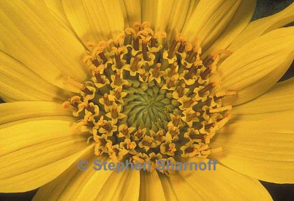 wyethia helenioides graphic