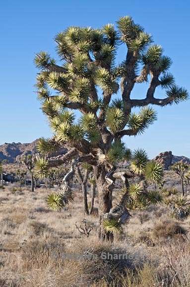 yucca brevifolia 2 graphic