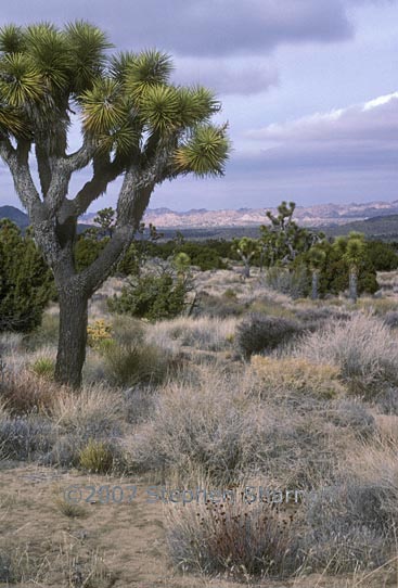 yucca brevifolia 1 graphic