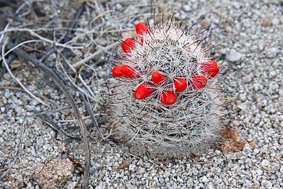 cactus joshua tree 1 graphic