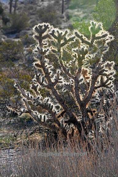 cholla joshua tree 1 graphic