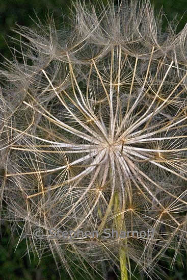 dandelion 3 graphic