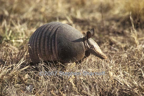 armadillo 1 graphic