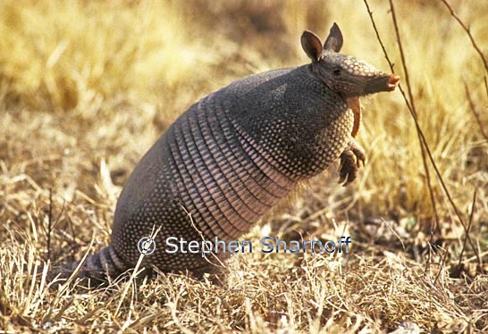 armadillo 2 graphic