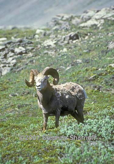 bighorn sheep 6 graphic