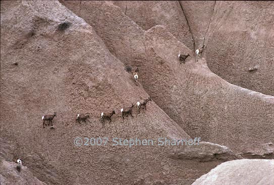 bighorn sheep 1 graphic