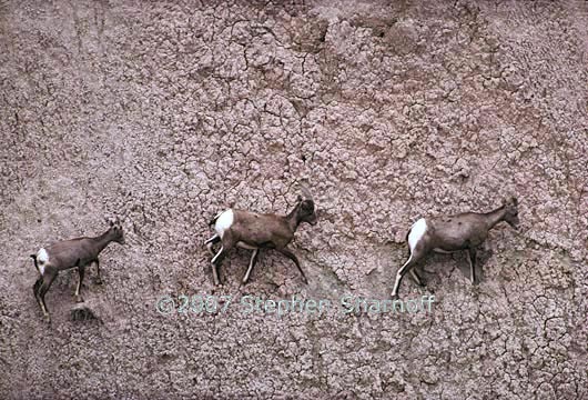 bighorn sheep 2 graphic