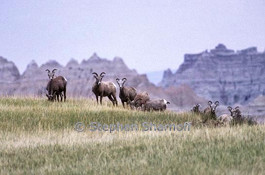 bighorn sheep 3 graphic