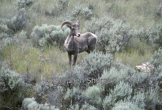 bighorn sheep 4 graphic