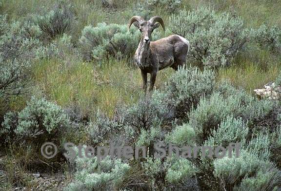 bighorn sheep 5 graphic