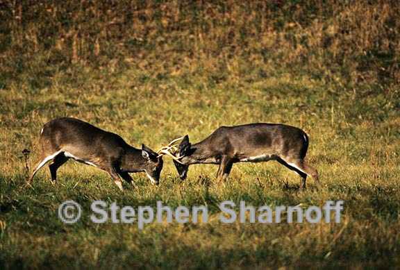 white tailed deer 1 graphic