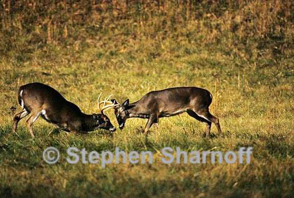 white tailed deer 2 graphic