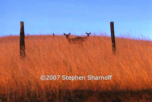 deer on hillside graphic