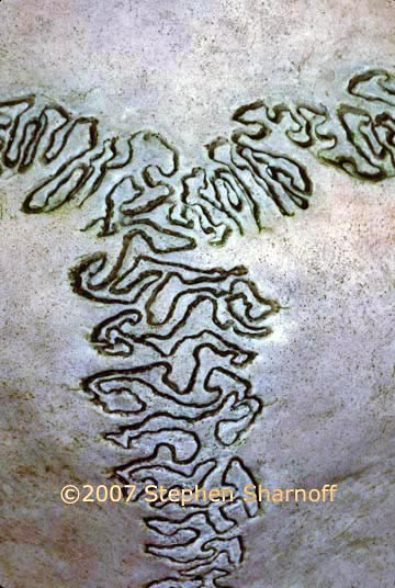 deer skull 1 graphic