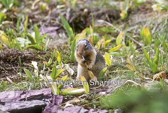 ground squirrel 1 graphic