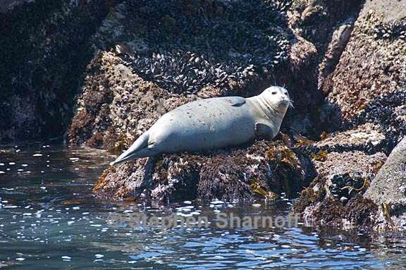 harbor seals 1 graphic