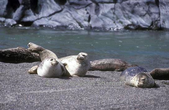 harbor seals 2 graphic