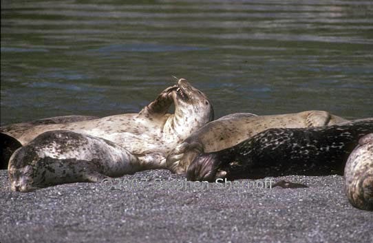 harbor seals 3 graphic