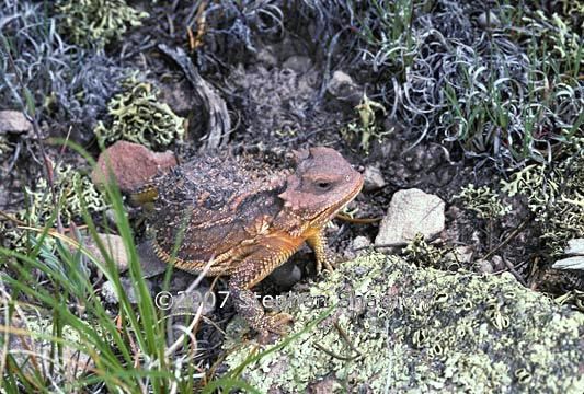 horned lizard graphic