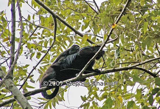 howler monkey graphic