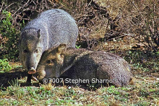 javalinas 1 graphic