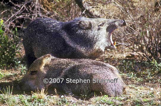 javalinas 2 graphic