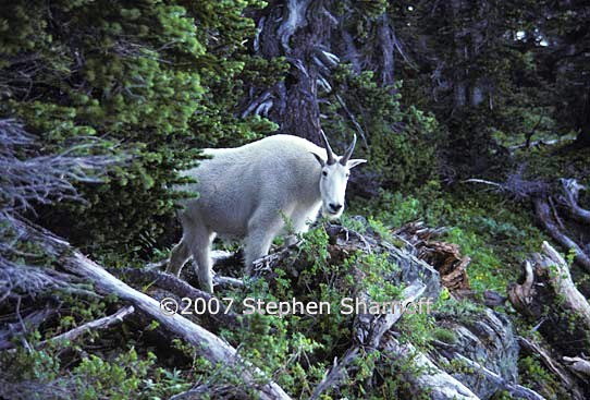 mountain goat 1 graphic