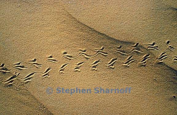 ripples tracks 3 graphic