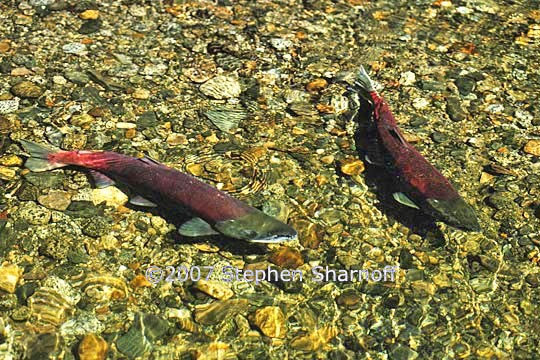 salmon spawning 1 graphic