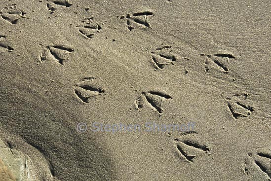 bird tracks 1 graphic