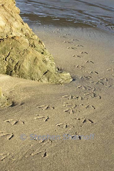 seabird tracks 2 graphic