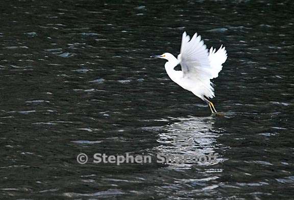 snowy egret 1 graphic