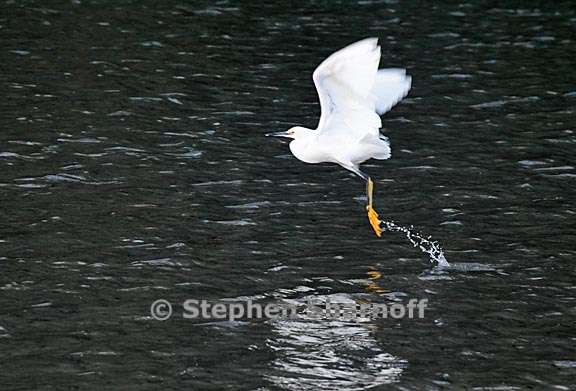 snowy egret 4 graphic