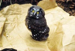 baby boreal owl thumbnail graphic