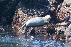 harbor seal thumbnail graphic