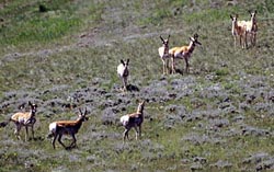 pronghorns thumbnail graphic