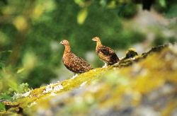 ptarmigan thumbnail graphic