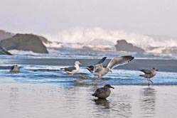 seabirds 4 thumbnail graphic