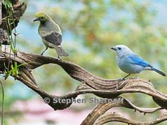 tanager thumbnail graphic